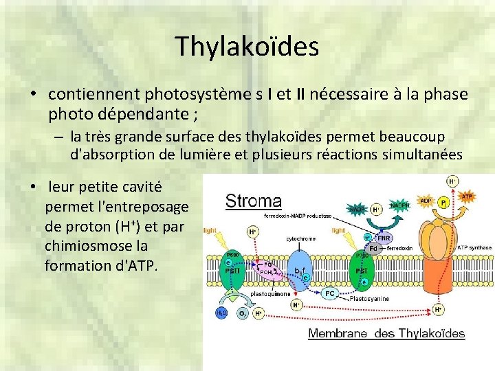 Thylakoïdes • contiennent photosystème s I et II nécessaire à la phase photo dépendante