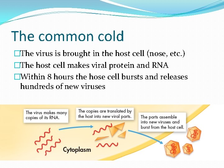 The common cold �The virus is brought in the host cell (nose, etc. )