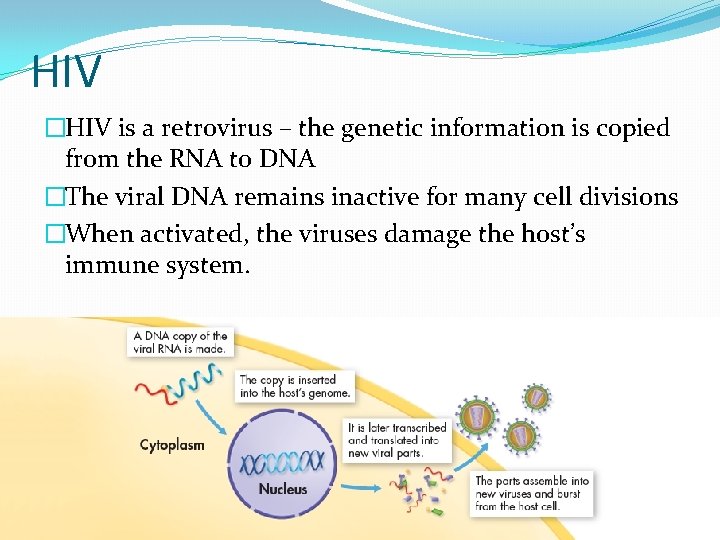 HIV �HIV is a retrovirus – the genetic information is copied from the RNA