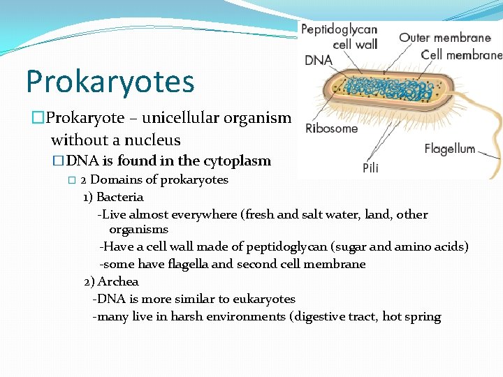 Prokaryotes �Prokaryote – unicellular organism without a nucleus �DNA is found in the cytoplasm