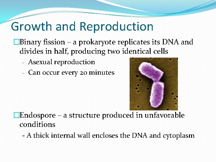 Growth and Reproduction �Binary fission – a prokaryote replicates its DNA and divides in