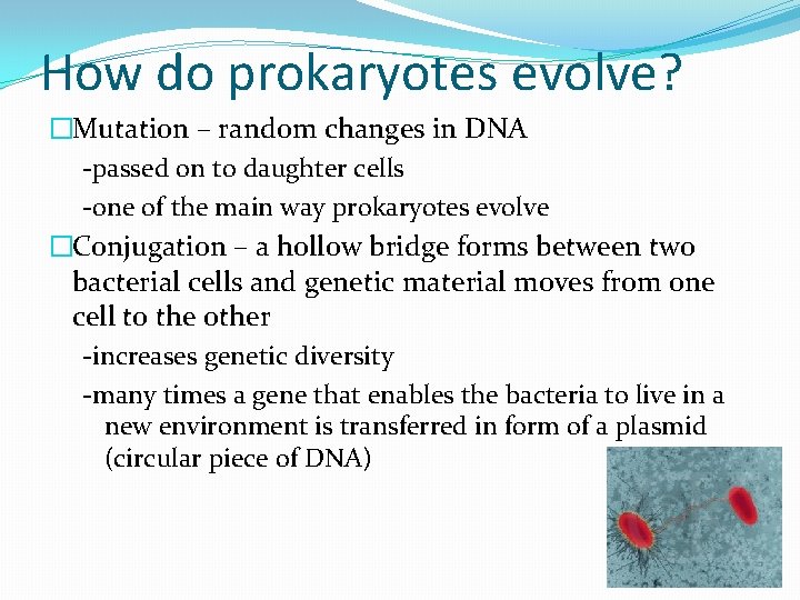 How do prokaryotes evolve? �Mutation – random changes in DNA -passed on to daughter