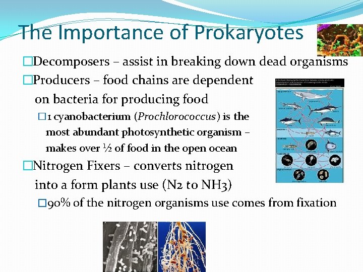 The Importance of Prokaryotes �Decomposers – assist in breaking down dead organisms �Producers –