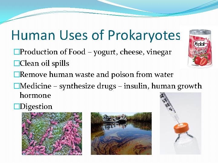 Human Uses of Prokaryotes �Production of Food – yogurt, cheese, vinegar �Clean oil spills