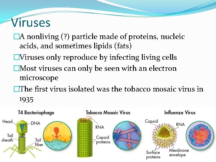 Viruses �A nonliving (? ) particle made of proteins, nucleic acids, and sometimes lipids