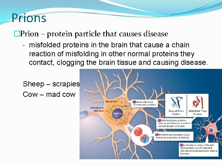 Prions �Prion – protein particle that causes disease - misfolded proteins in the brain