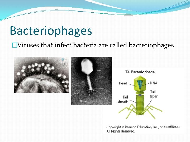 Bacteriophages �Viruses that infect bacteria are called bacteriophages 