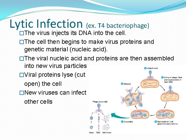 Lytic Infection (ex. T 4 bacteriophage) �The virus injects its DNA into the cell.