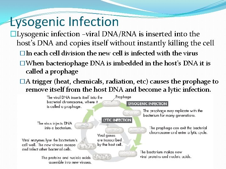 Lysogenic Infection �Lysogenic infection –viral DNA/RNA is inserted into the host’s DNA and copies