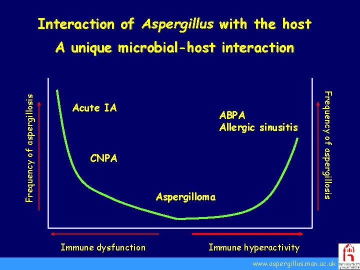 Interaction of Aspergillus with the host Acute IA ABPA Allergic sinusitis CNPA Aspergilloma Immune