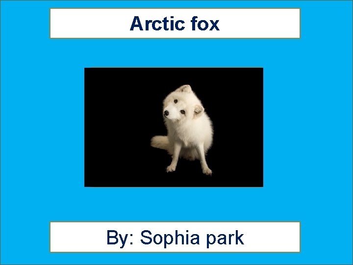 Arctic fox By: Sophia park 