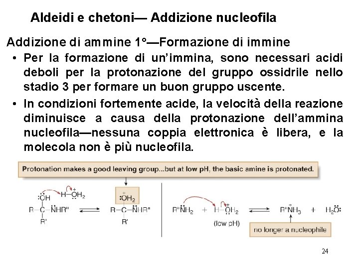 Aldeidi e chetoni— Addizione nucleofila Addizione di ammine 1°—Formazione di immine • Per la