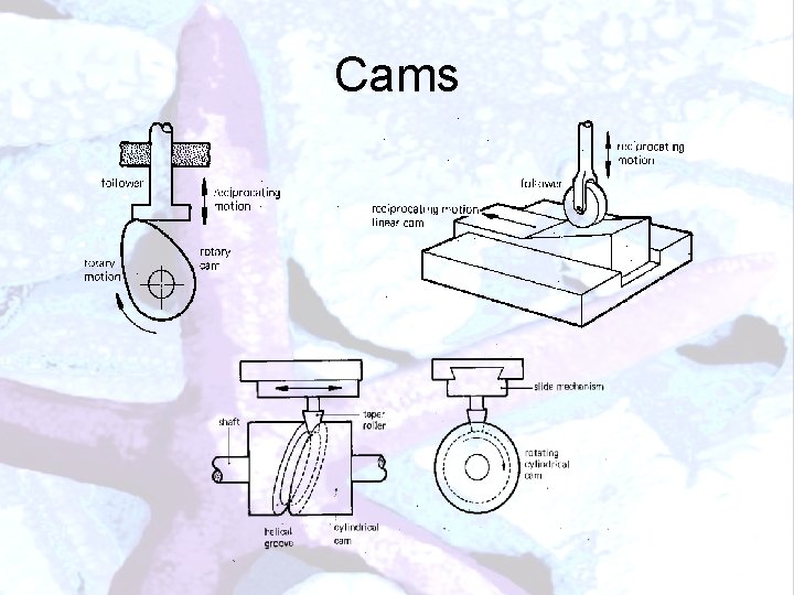 Cams 
