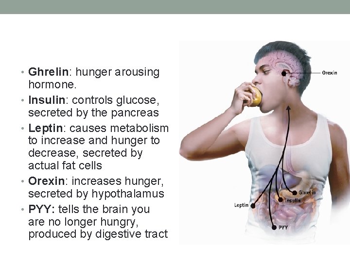  • Ghrelin: hunger arousing hormone. • Insulin: controls glucose, secreted by the pancreas