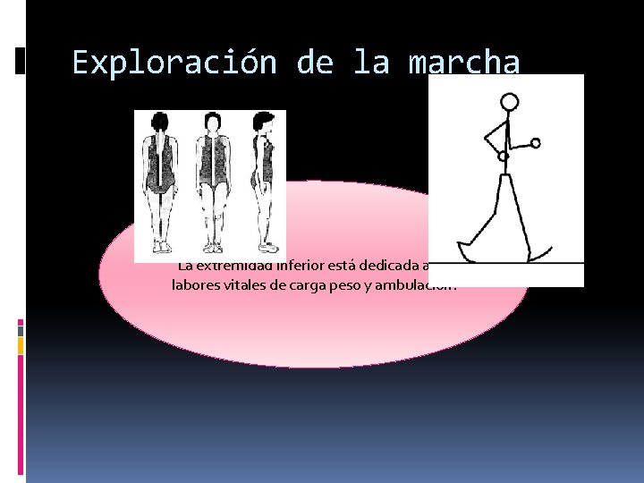 Exploración de la marcha La extremidad inferior está dedicada a las labores vitales de