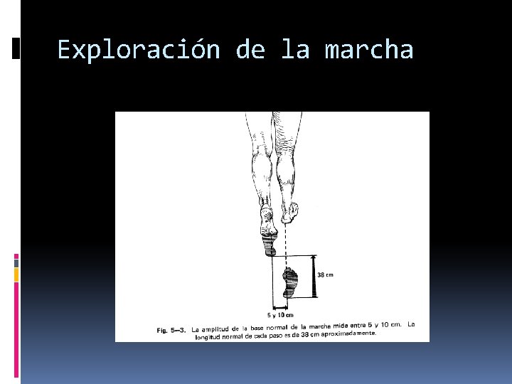 Exploración de la marcha 