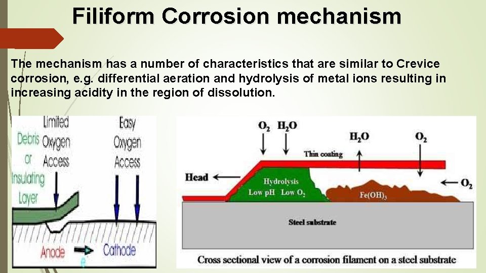 Filiform Corrosion mechanism The mechanism has a number of characteristics that are similar to