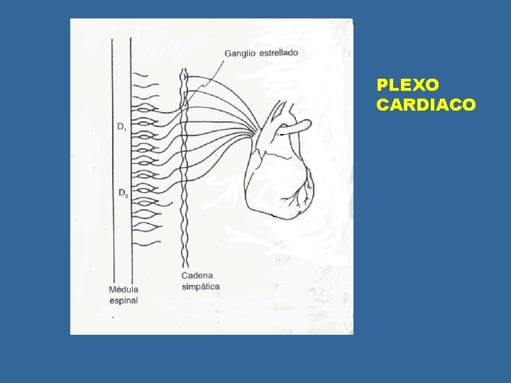 PLEXO CARDIACO PLEXO CARDIACO