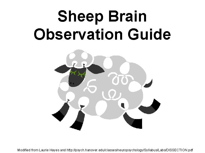 Sheep Brain Observation Guide Modified from Laurie Hayes and http: //psych. hanover. edu/classes/neuropsychology/Syllabus/Labs/DISSECTION. pdf