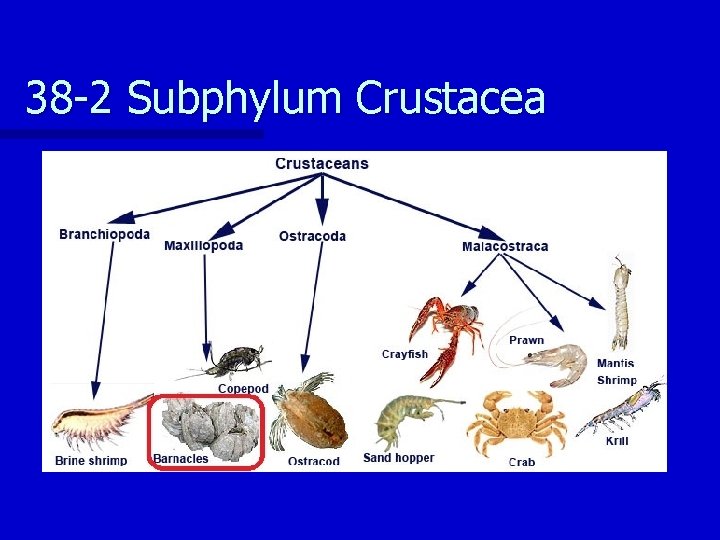 38 -2 Subphylum Crustacea 