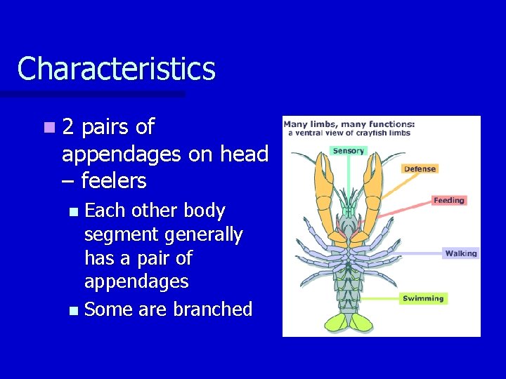 Characteristics n 2 pairs of appendages on head – feelers Each other body segment