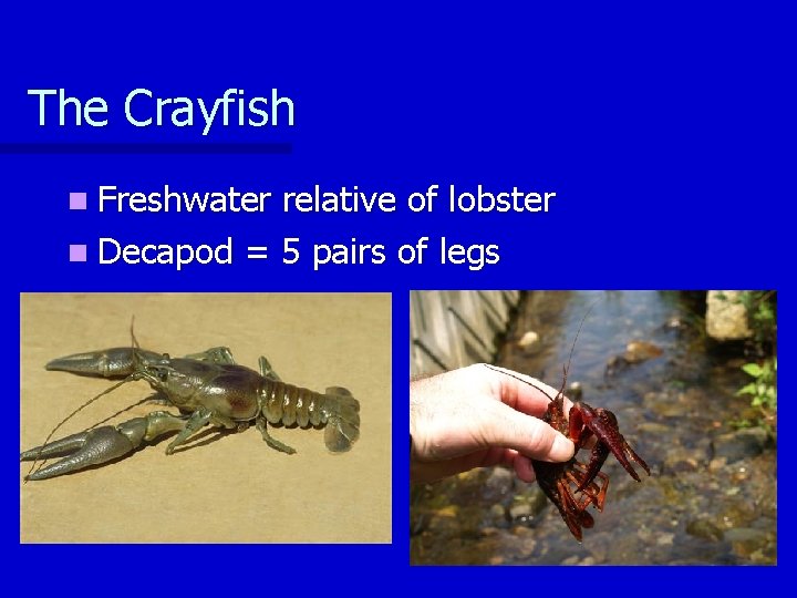 The Crayfish n Freshwater relative of lobster n Decapod = 5 pairs of legs