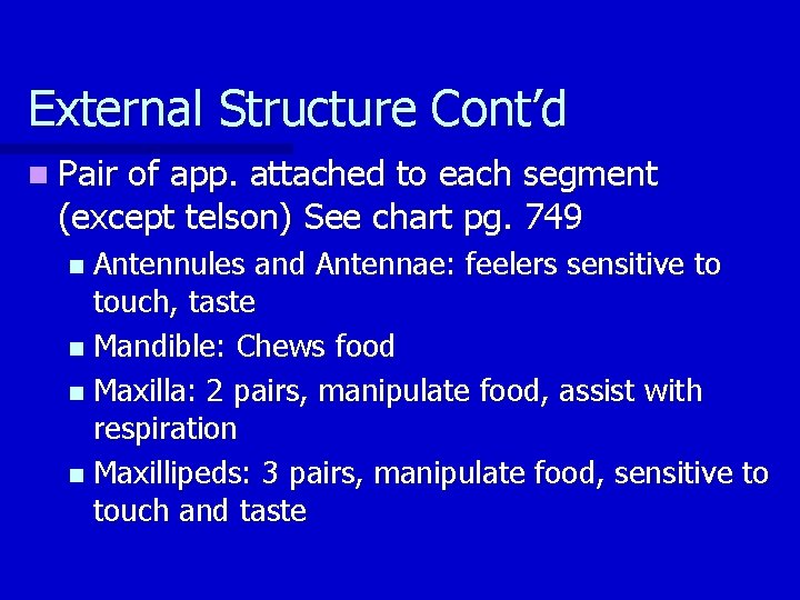 External Structure Cont’d n Pair of app. attached to each segment (except telson) See