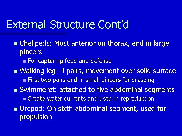 External Structure Cont’d n Chelipeds: Most anterior on thorax, end in large pincers n