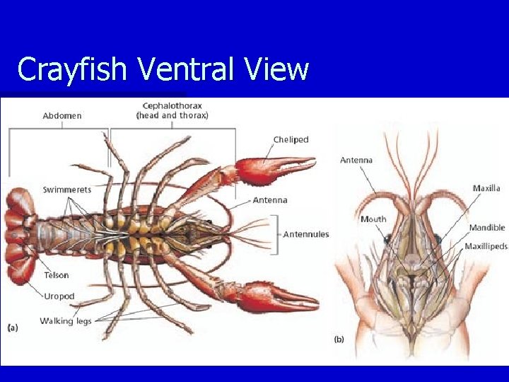 Crayfish Ventral View 