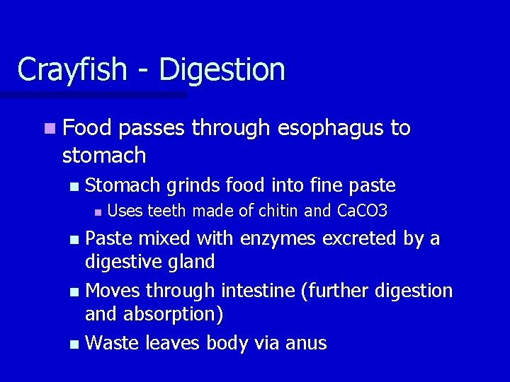 Crayfish - Digestion n Food passes through esophagus to stomach n Stomach grinds food