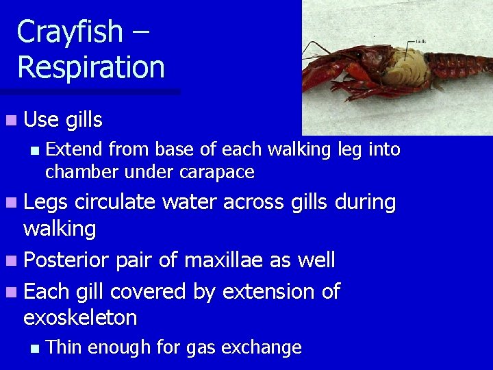 Crayfish – Respiration n Use n gills Extend from base of each walking leg