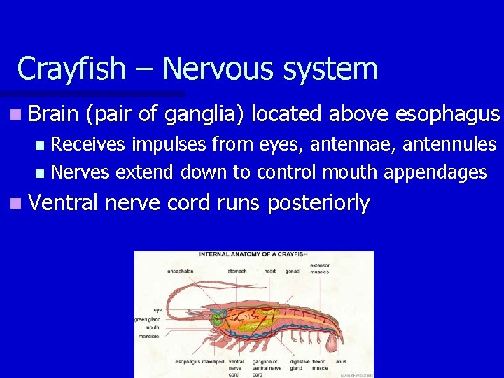 Crayfish – Nervous system n Brain (pair of ganglia) located above esophagus Receives impulses