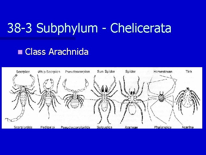 38 -3 Subphylum - Chelicerata n Class Arachnida 