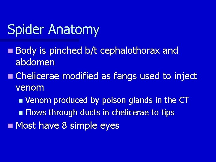 Spider Anatomy n Body is pinched b/t cephalothorax and abdomen n Chelicerae modified as