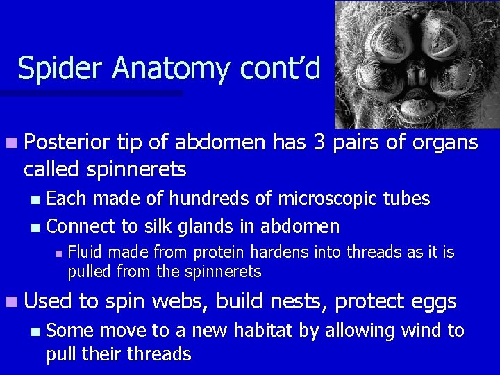 Spider Anatomy cont’d n Posterior tip of abdomen has 3 pairs of organs called