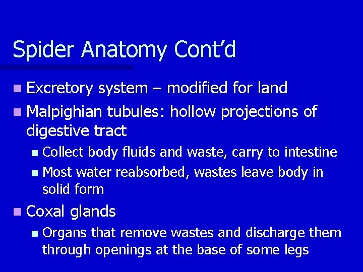 Spider Anatomy Cont’d n Excretory system – modified for land n Malpighian tubules: hollow