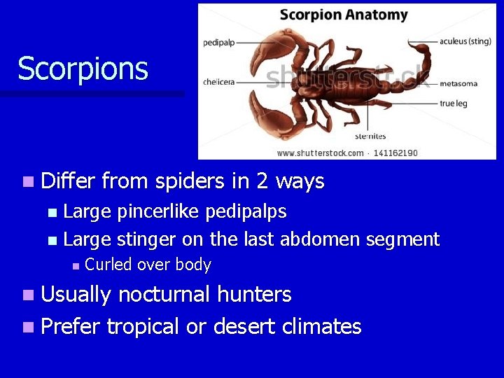 Scorpions n Differ from spiders in 2 ways Large pincerlike pedipalps n Large stinger