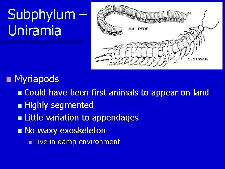 Subphylum – Uniramia n Myriapods Could have been first animals to appear on land