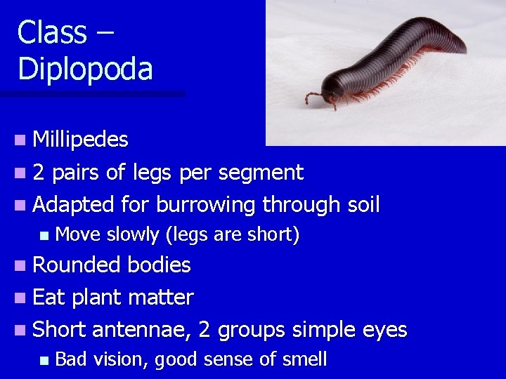 Class – Diplopoda n Millipedes n 2 pairs of legs per segment n Adapted