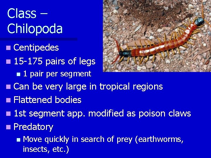 Class – Chilopoda n Centipedes n 15 -175 n pairs of legs 1 pair