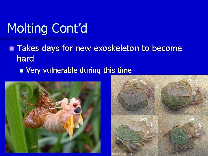 Molting Cont’d n Takes days for new exoskeleton to become hard n Very vulnerable
