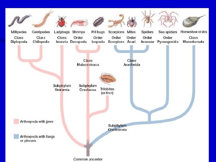 Ch 38 Phylum Arthropoda Characteristics of Arthropods n