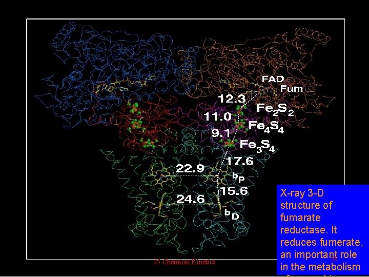  15 Chemical Kinetics X-ray 3 -D structure of fumarate reductase. It reduces fumerate,