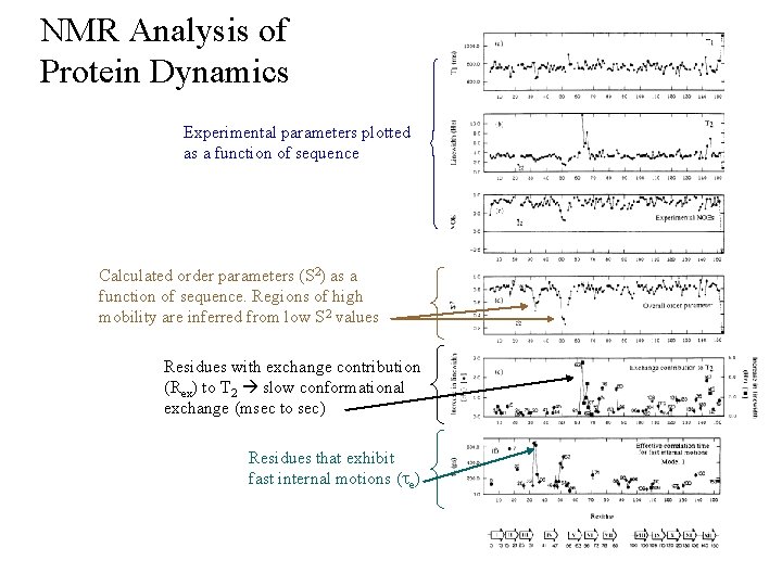 NMR Analysis of Protein Dynamics Experimental parameters plotted as a function of sequence Calculated