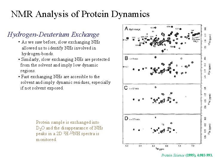 NMR Analysis of Protein Dynamics Hydrogen-Deuterium Exchange • As we saw before, slow exchanging
