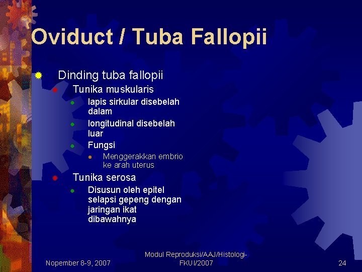 Oviduct / Tuba Fallopii ® Dinding tuba fallopii ® Tunika muskularis ® ® ®