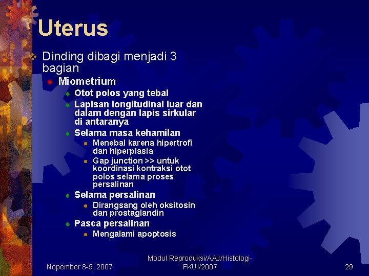 Uterus v Dinding dibagi menjadi 3 bagian ® Miometrium ® ® ® Otot polos Uterus v Dinding dibagi menjadi 3 bagian ® Miometrium ® ® ® Otot polos