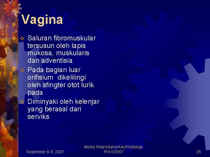 Vagina Saluran fibromuskular tersusun oleh lapis mukosa, muskularis dan adventisia v Pada bagian luar