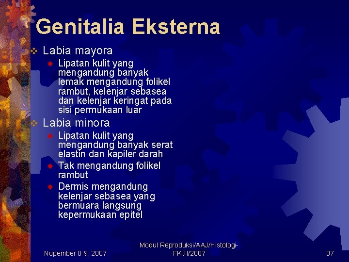 Genitalia Eksterna v Labia mayora ® v Lipatan kulit yang mengandung banyak lemak mengandung Genitalia Eksterna v Labia mayora ® v Lipatan kulit yang mengandung banyak lemak mengandung