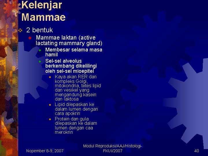 Kelenjar Mammae v 2 bentuk ® Mammae laktan (active lactating mammary gland) ® ®